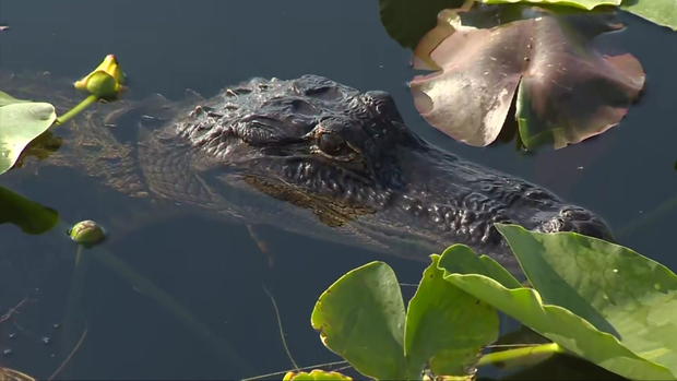 The only place on the planet where crocodiles and alligators live together is in the Florida Everglades. 