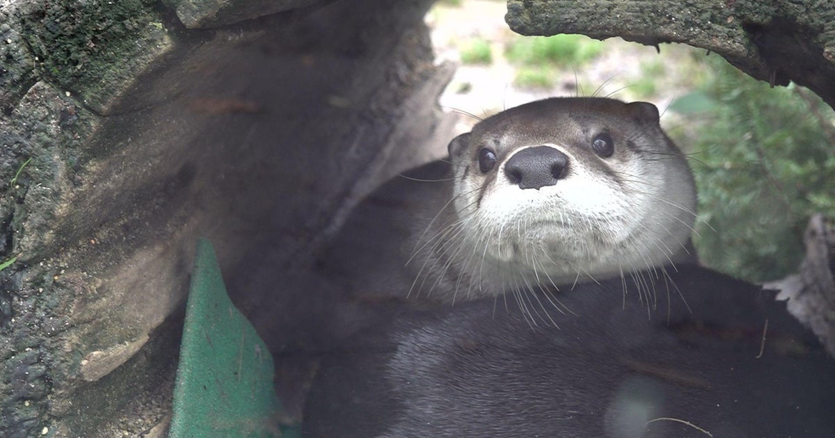 Sacramento Zoo hopes to reopen Saturday after storm damage cleanup, animal evacuations