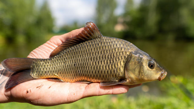 Small fish Carp, on the hands, against the backdrop of nature. Close-up. 