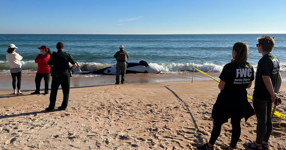 Orca dies soon after beaching alone north of Daytona Seaside