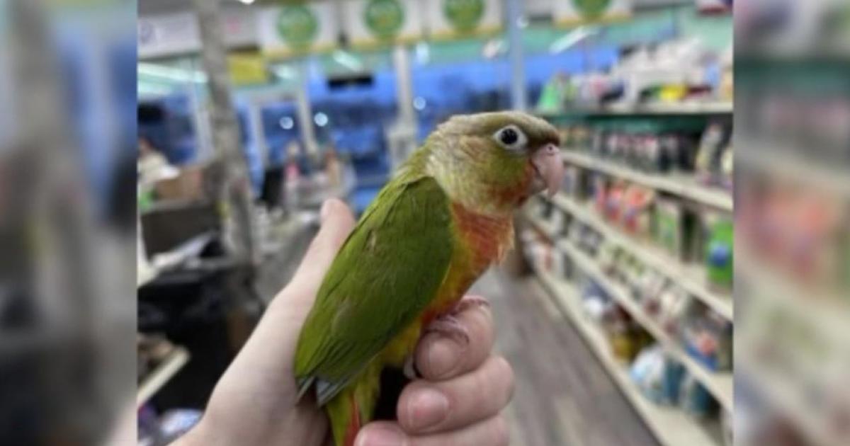 Stolen exotic baby parrot returned to New Jersey store