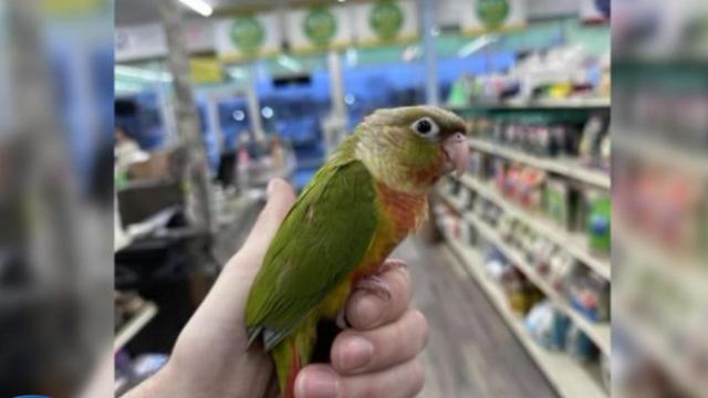 stolen-exotic-baby-parrot-returned-to-burlington-county-store.jpg 