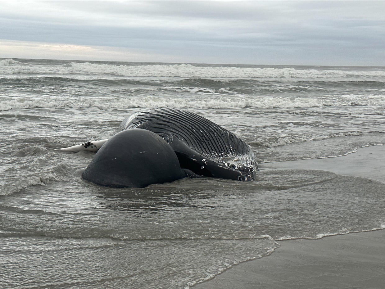 brigantine-whale-1-13-22-pic-1.jpg 