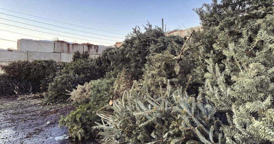 Denver opens holiday tree recycling locations CBS Colorado