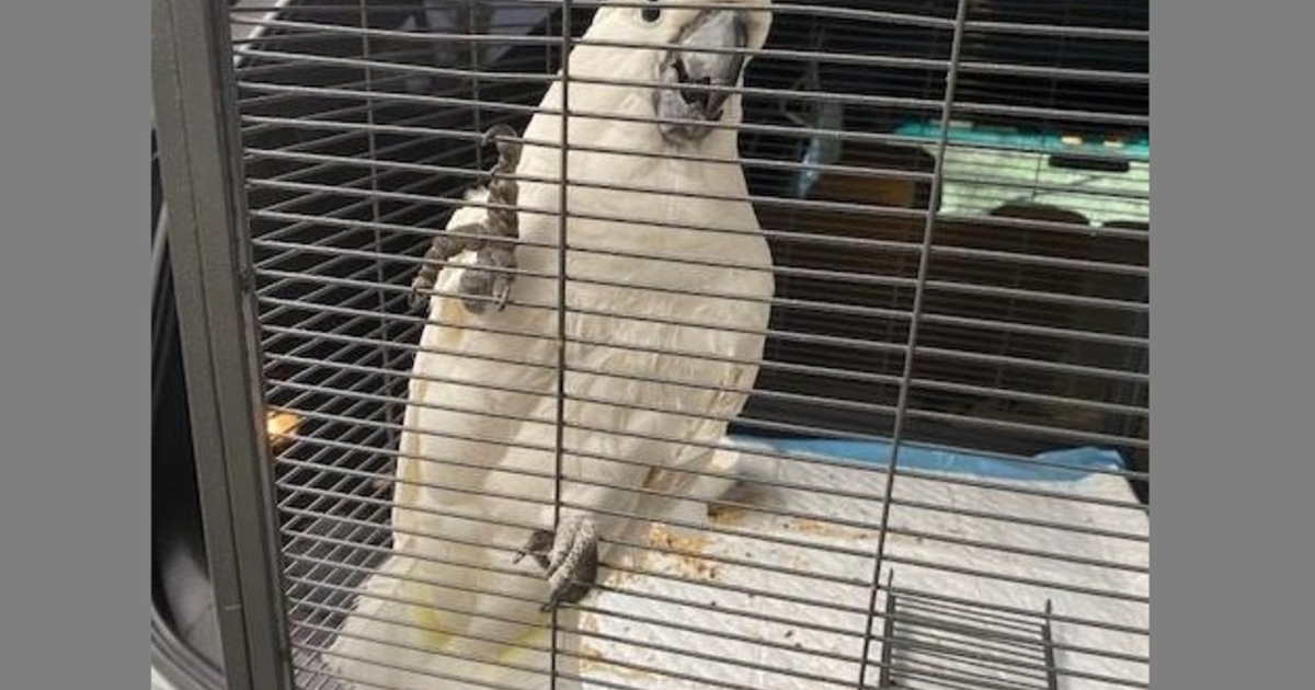 Cockatoo worth $2,500 returned to California aviary after being stolen