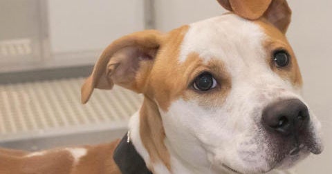 PAWS Pet of the Week Rockwell CBS Chicago