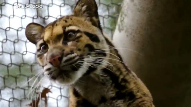 cbsn-fusion-leopard-found-after-escaping-habitat-in-dallas-zoo-thumbnail-1623690-640x360.jpg 
