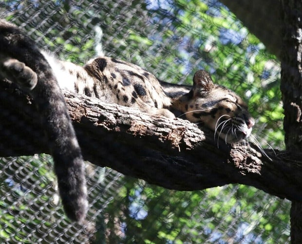 Dallas Zoo Missing Leopard Nova 