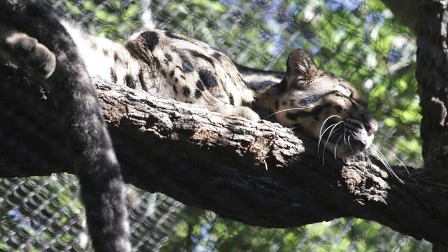 Dallas Zoo Missing Leopard Nova 