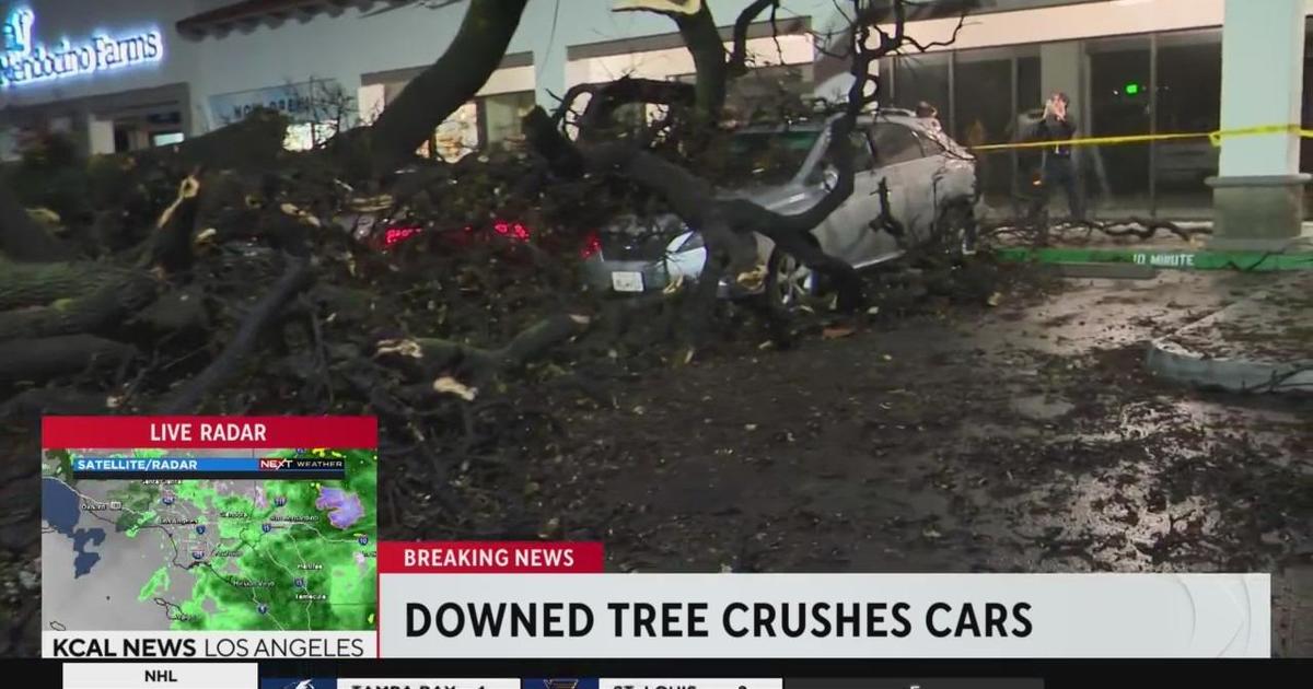 Downed Tree Crushes Nearly A Dozen Cars In Woodland Hills Parking Lot