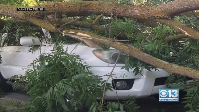 Tree falls on car in Modesto 