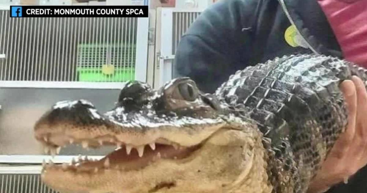 Alligator found abandoned in plastic container in Monmouth County, New