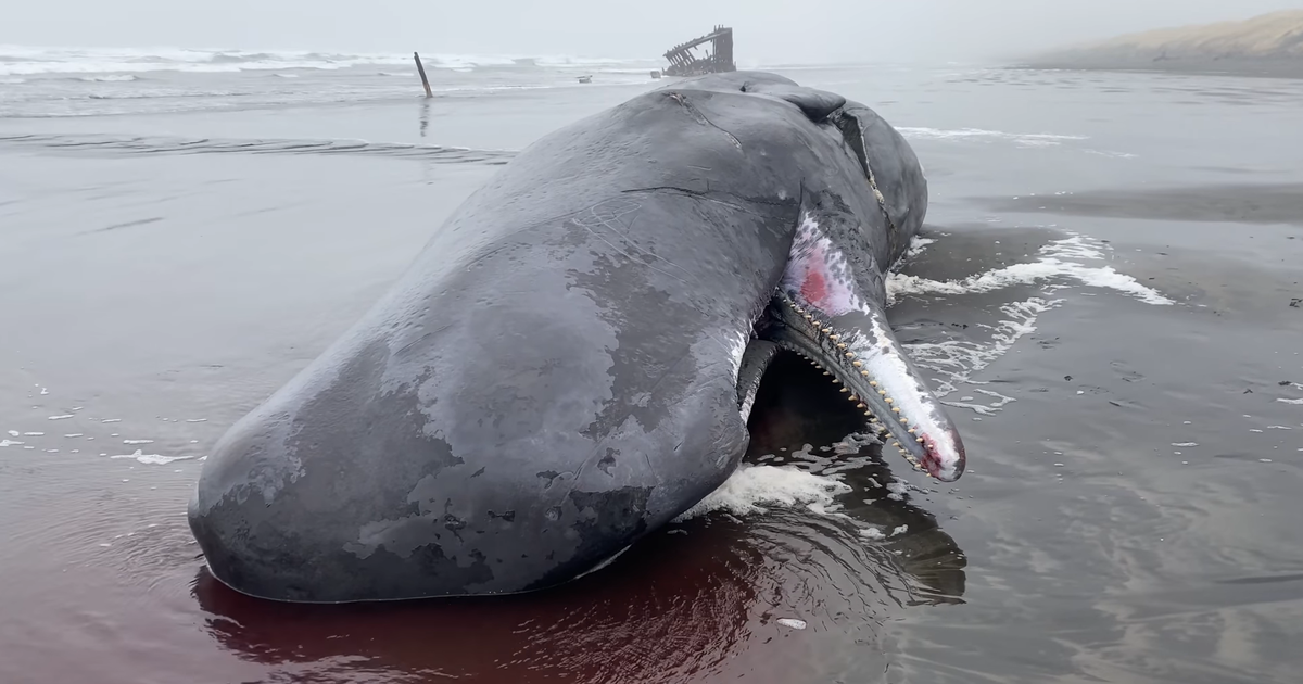 40-foot endangered sperm whale washes ashore in Oregon