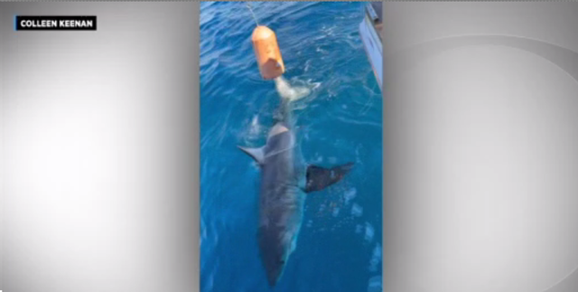 See the great white shark caught by 12-year-old boy in Florida