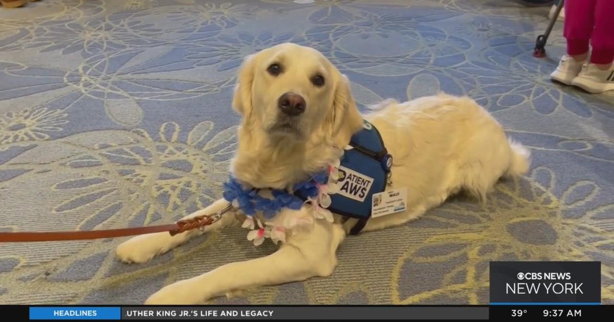 Therapy dog comforts families at local children's hospital - CBS New York