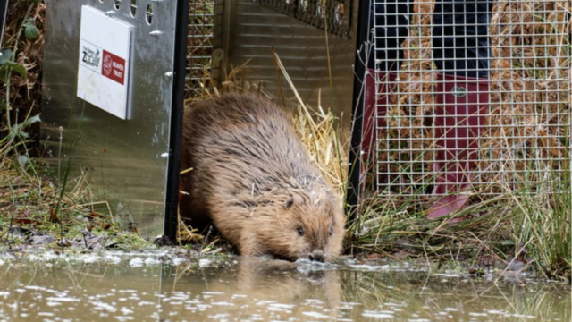 Beavers reintroduced to English county for first time in 400 years after being hunted to extinction