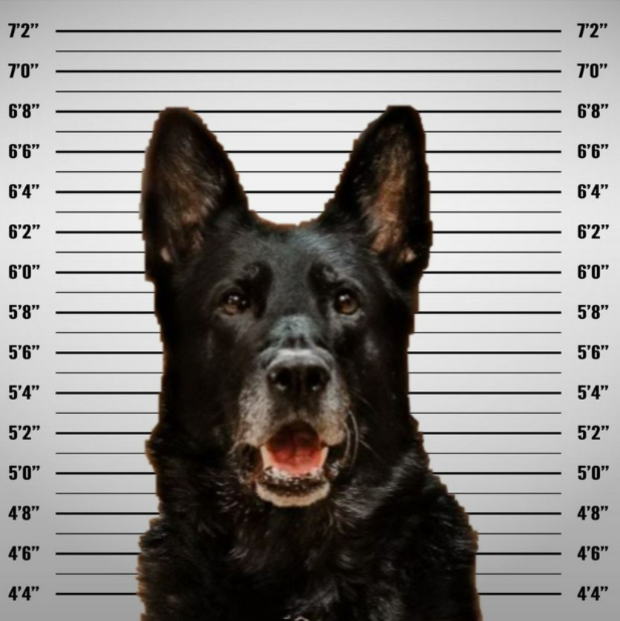 wyandotte-pd-police-dog.png 
