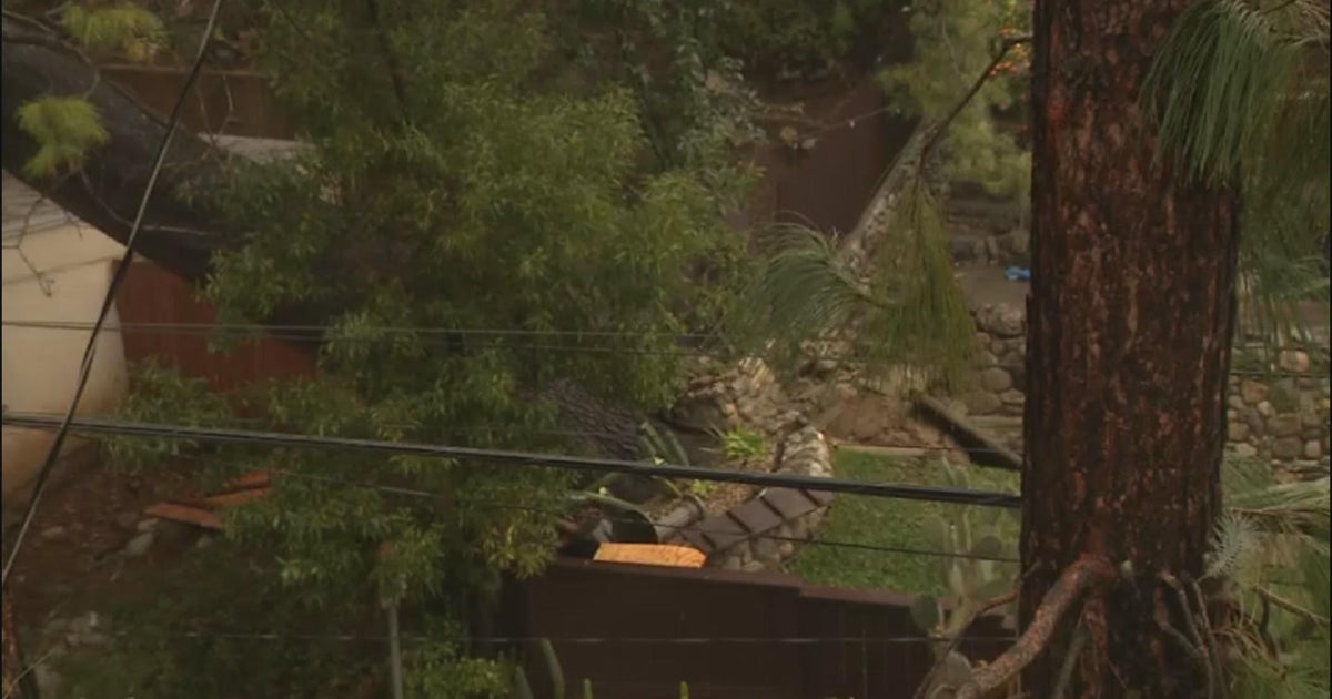 Large tree threatens houses in Sierra Madre neighborhood - CBS Los Angeles