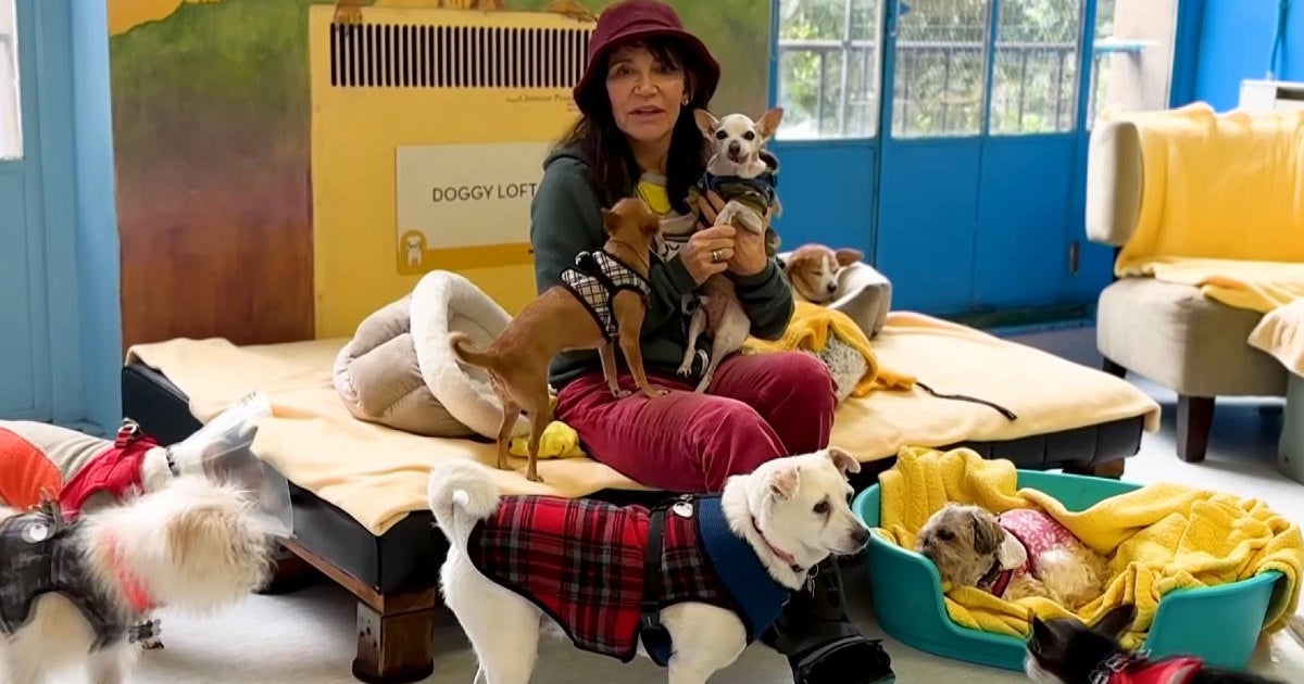 Bay Area animal shelters overwhelmed by unprecedented number of pets