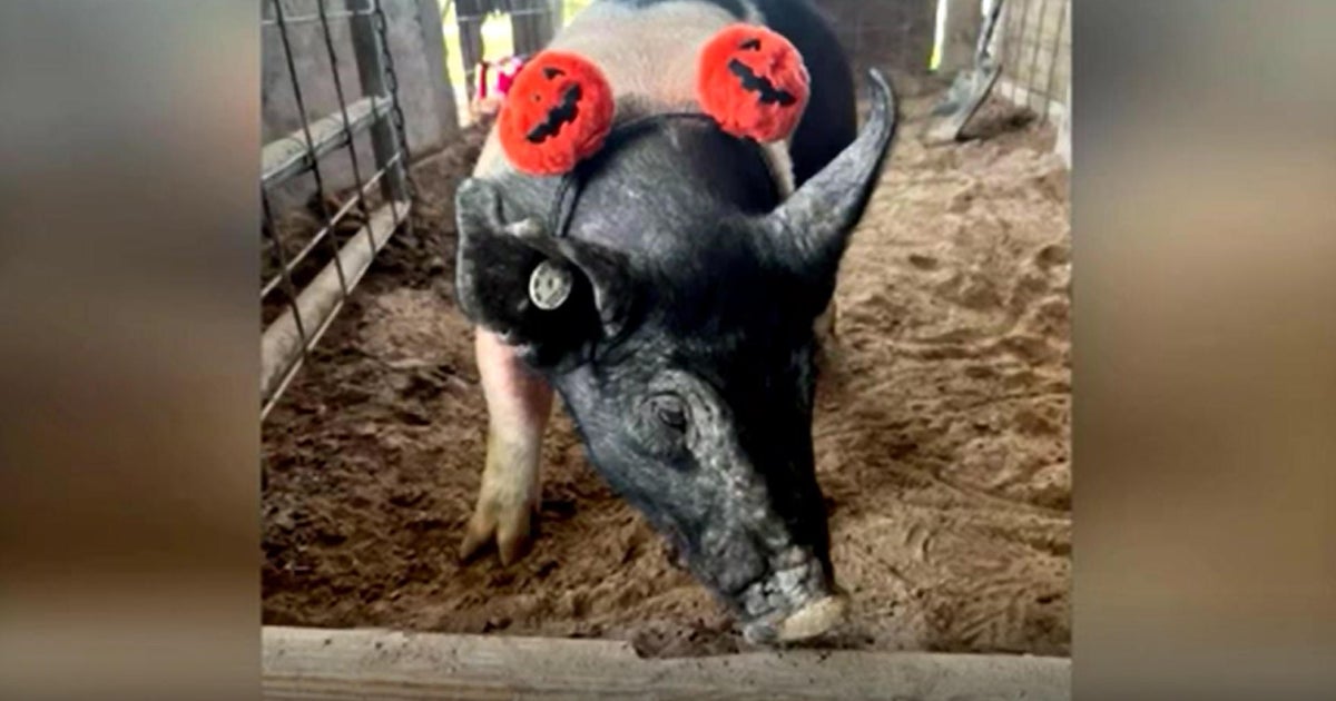 Family fighting to save pig won at South Florida Fair auction from slaughterhouse CBS Miami