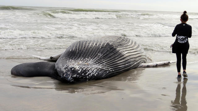 APTOPIX Offshore Wind-Dead Whales 