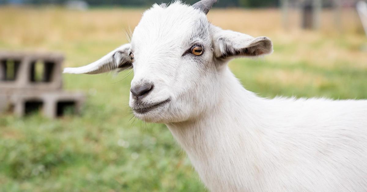 so this GOAT list is trending