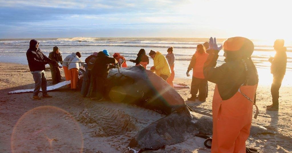 Is offshore wind development a threat to whales? Here's what to know.