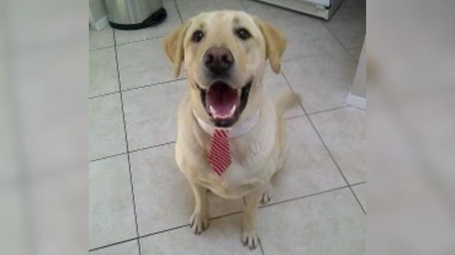 A yellow Labrador wearing a collar with a tie on it looks at the camera. 