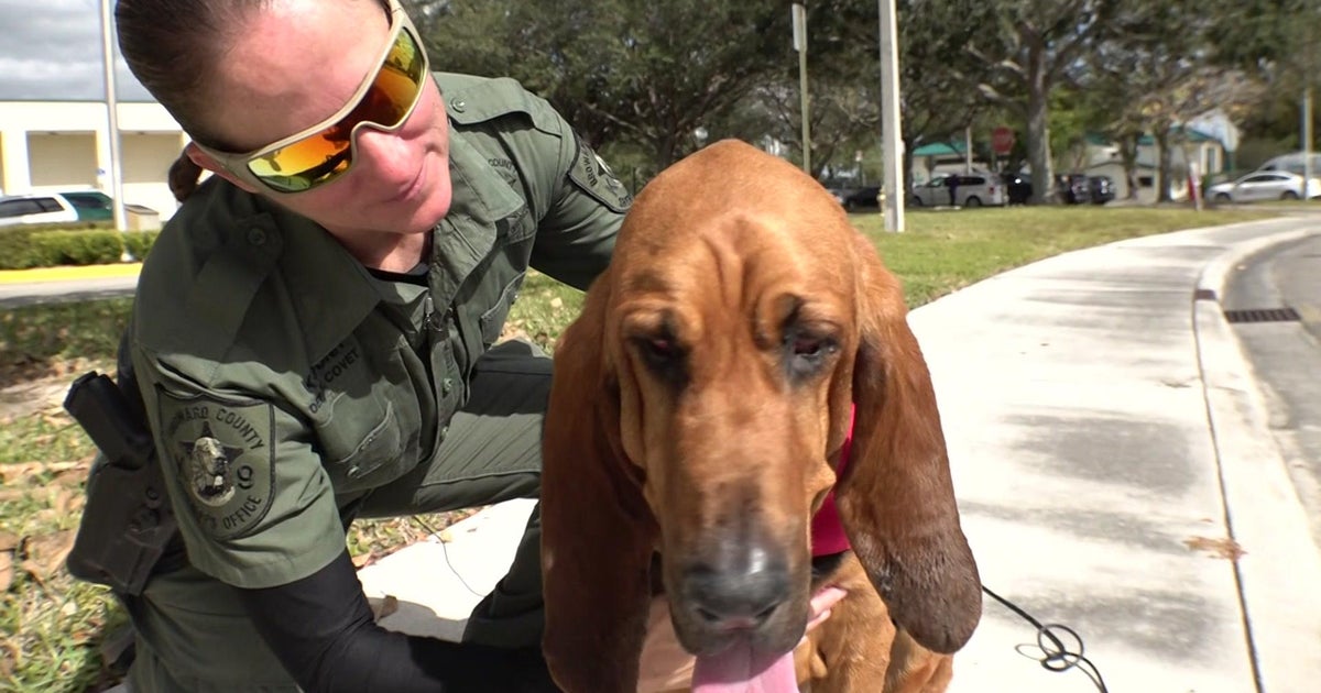 BSO bloodhound Macie to retire soon after 1K phone calls, 9 many years of dedicated provider