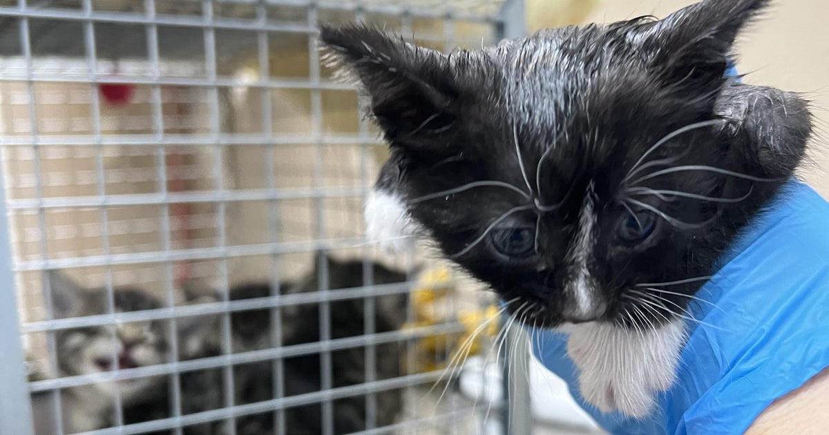 25 cats escape burning home, left homeless in Routt County - Vimarsana News
