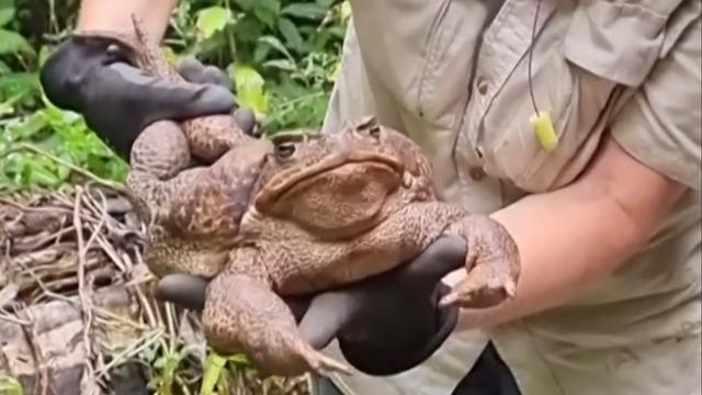 Park ranger holding a giant toad 