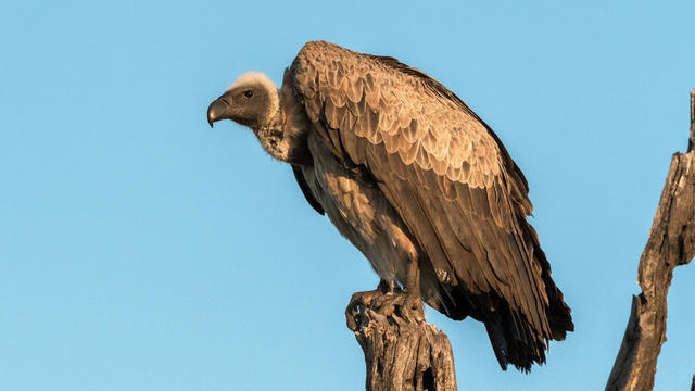 White backed vulture 