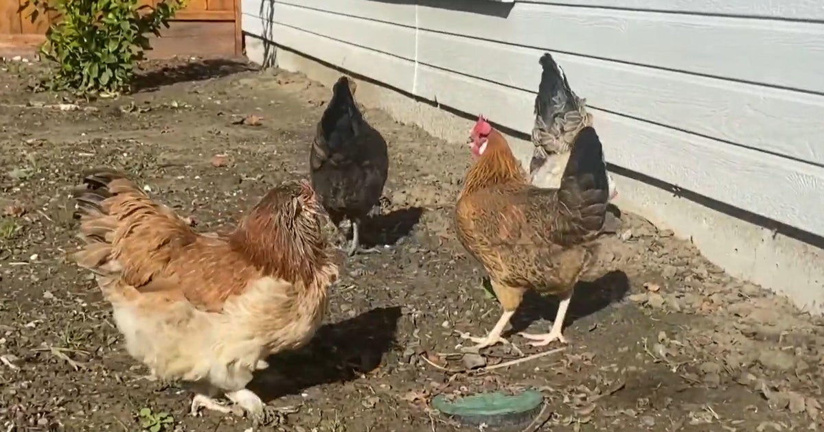 Bay Area families adding chicken coops to backyard to combat soaring