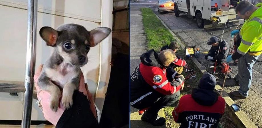Portland firefighters rescue dog stuck in sewer pipe - CBS Sacramento