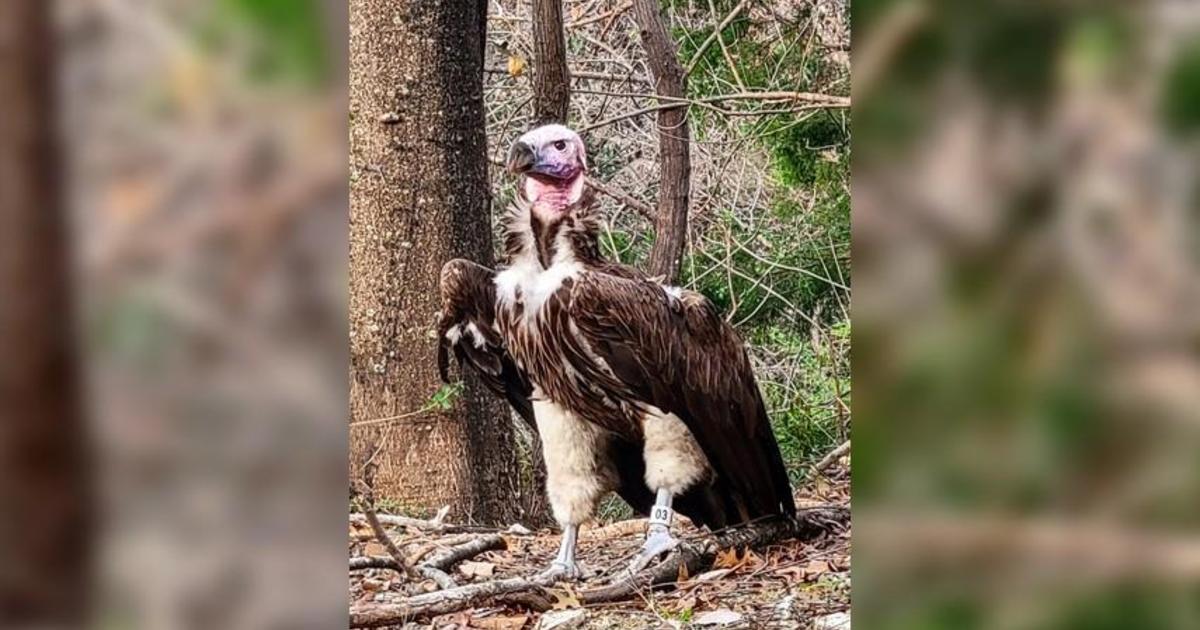 Dallas Zoo offers $10,000 reward after vulture
