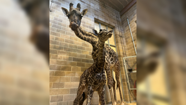 sac-zoo-giraffes.png 