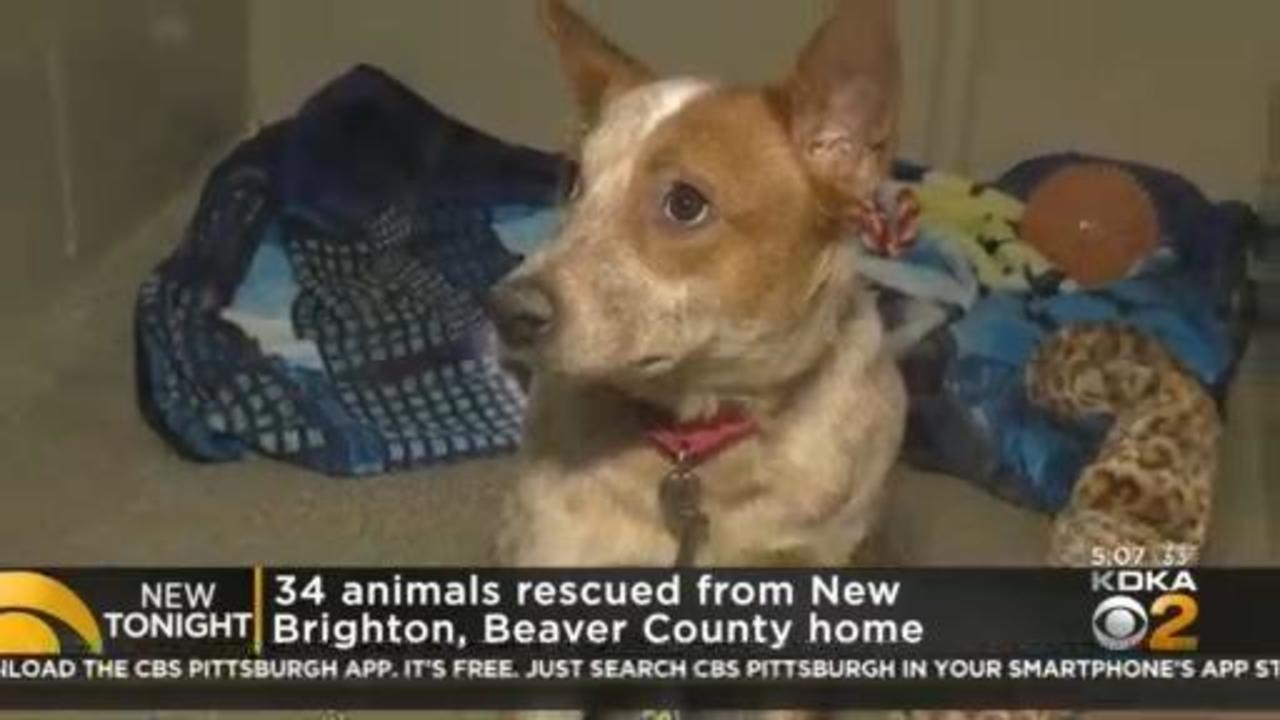New Brighton woman facing over 100 animal cruelty and neglect charges - CBS  Pittsburgh