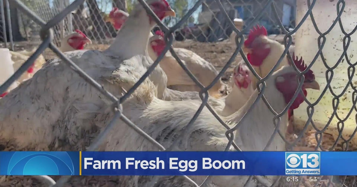Consumers look locally amid rising egg prices