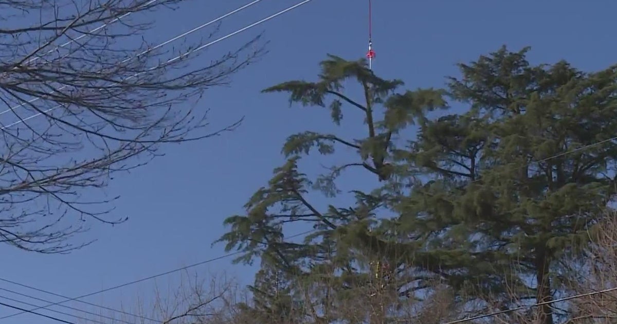 Crews bring in chopper for compromised trees after recent California storms