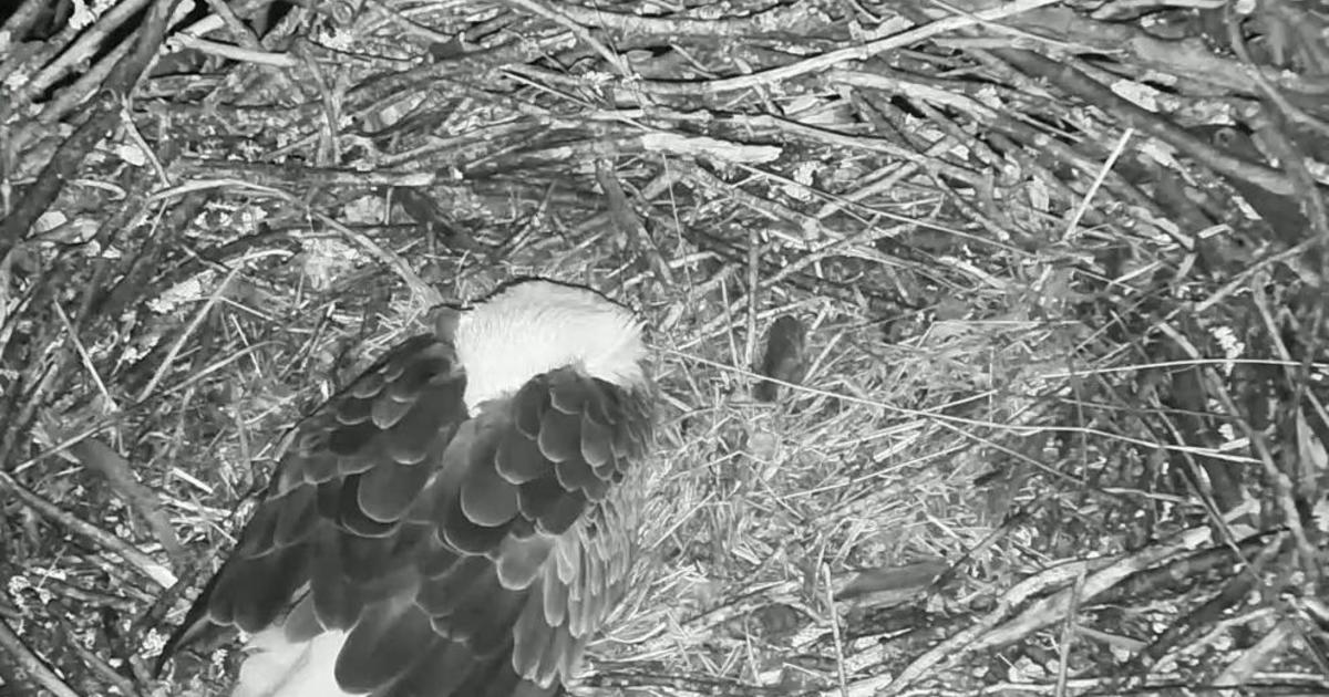 Bird Watch: New Jersey bald eagles nesting on livestream