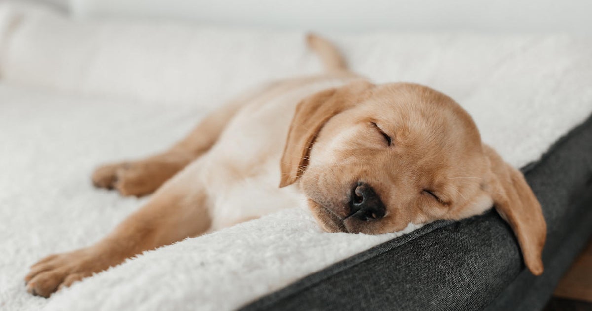 Should you get pet insurance for your new puppy? - CBS News