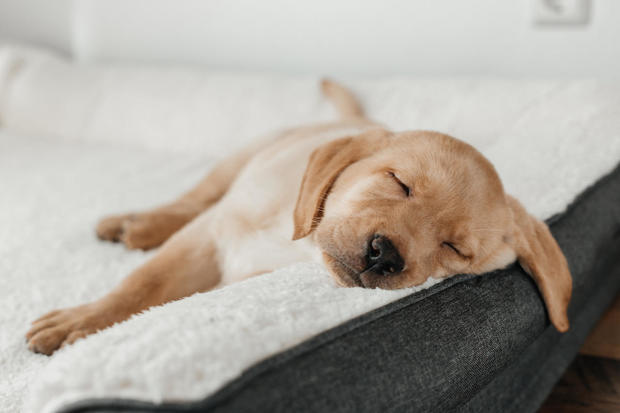 A cute beige labrador retriever puppy is sleeping on a couch, his face hanging out.  funny pets 