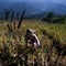 Opium production rises 33% in Myanmar, U.N. report says