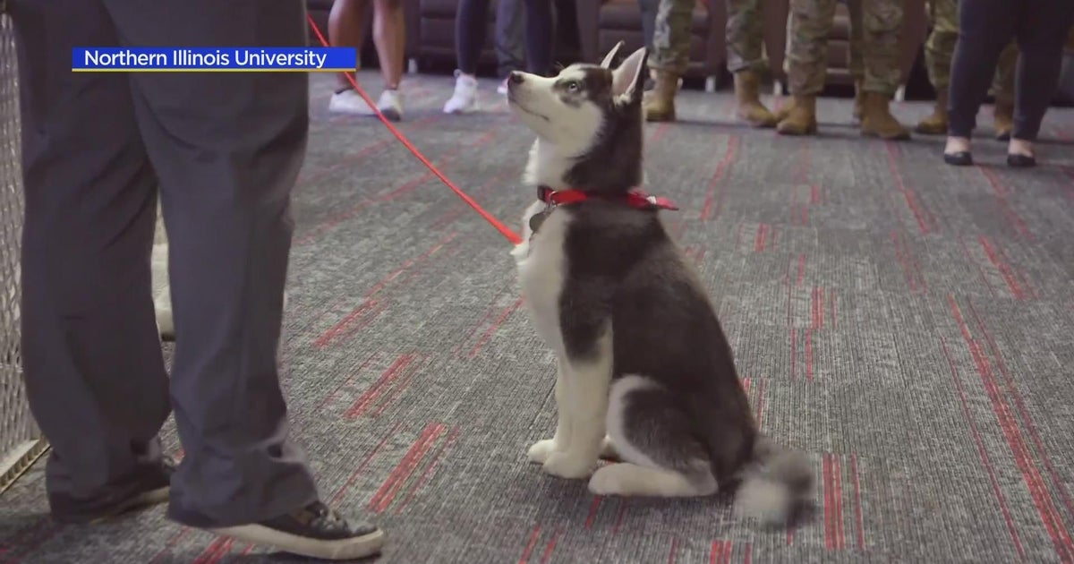 NIU Introduces newest mascot Mission III - CBS Chicago