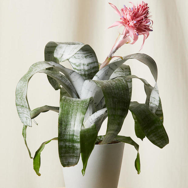 Bloomscape Bromeliad Aechmea 