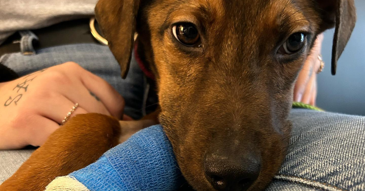 Reward to find person who left Hamlin the puppy to die raises to 2,000