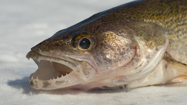 Walleye Pike 