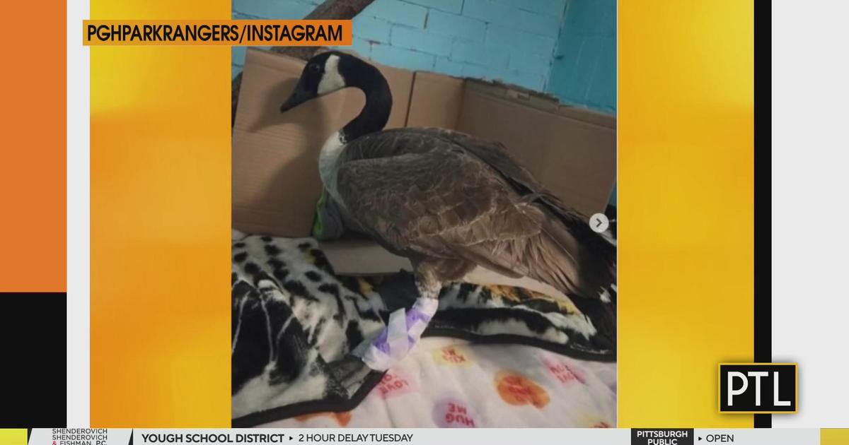 Pittsburgh Park Rangers fix up injured goose