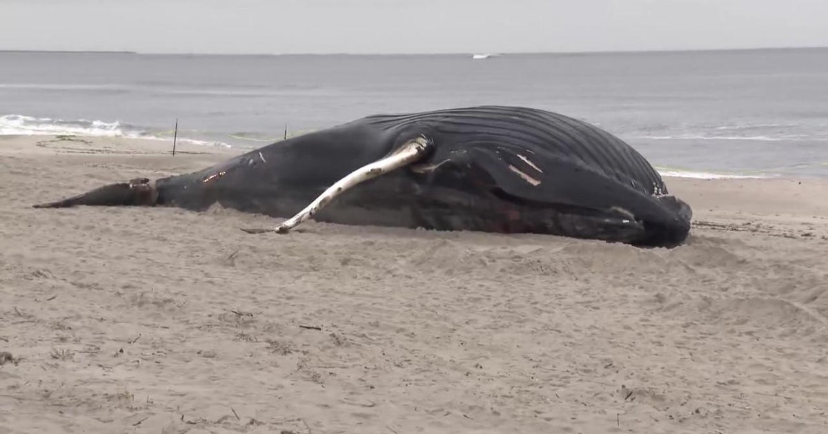 Experts: Humpback whale that washed ashore on Long Island was likely