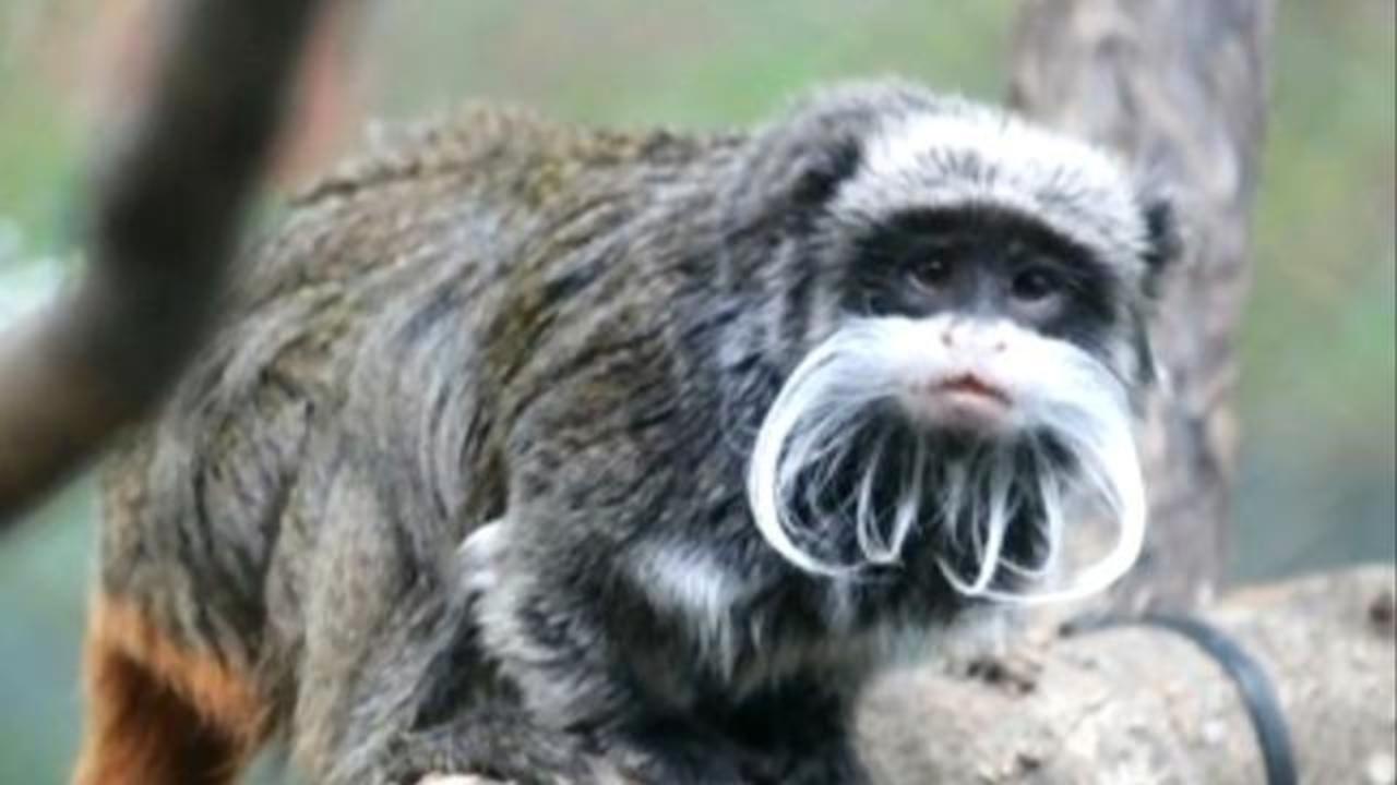 eetpatroon stapel Duur Missing Dallas Zoo monkeys were stolen, police say - CBS News